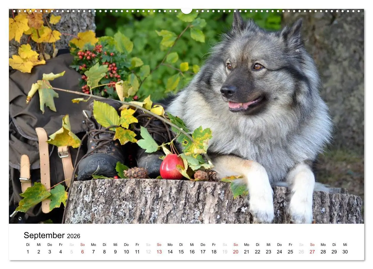 Bild: 9783516195002 | Der Wolfsspitz (Wandkalender 2026 DIN A2 quer), CALVENDO...