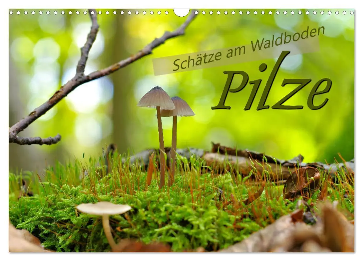 Cover: 9783457545102 | Pilze - Schätze am Waldboden (Wandkalender 2026 DIN A3 quer),...