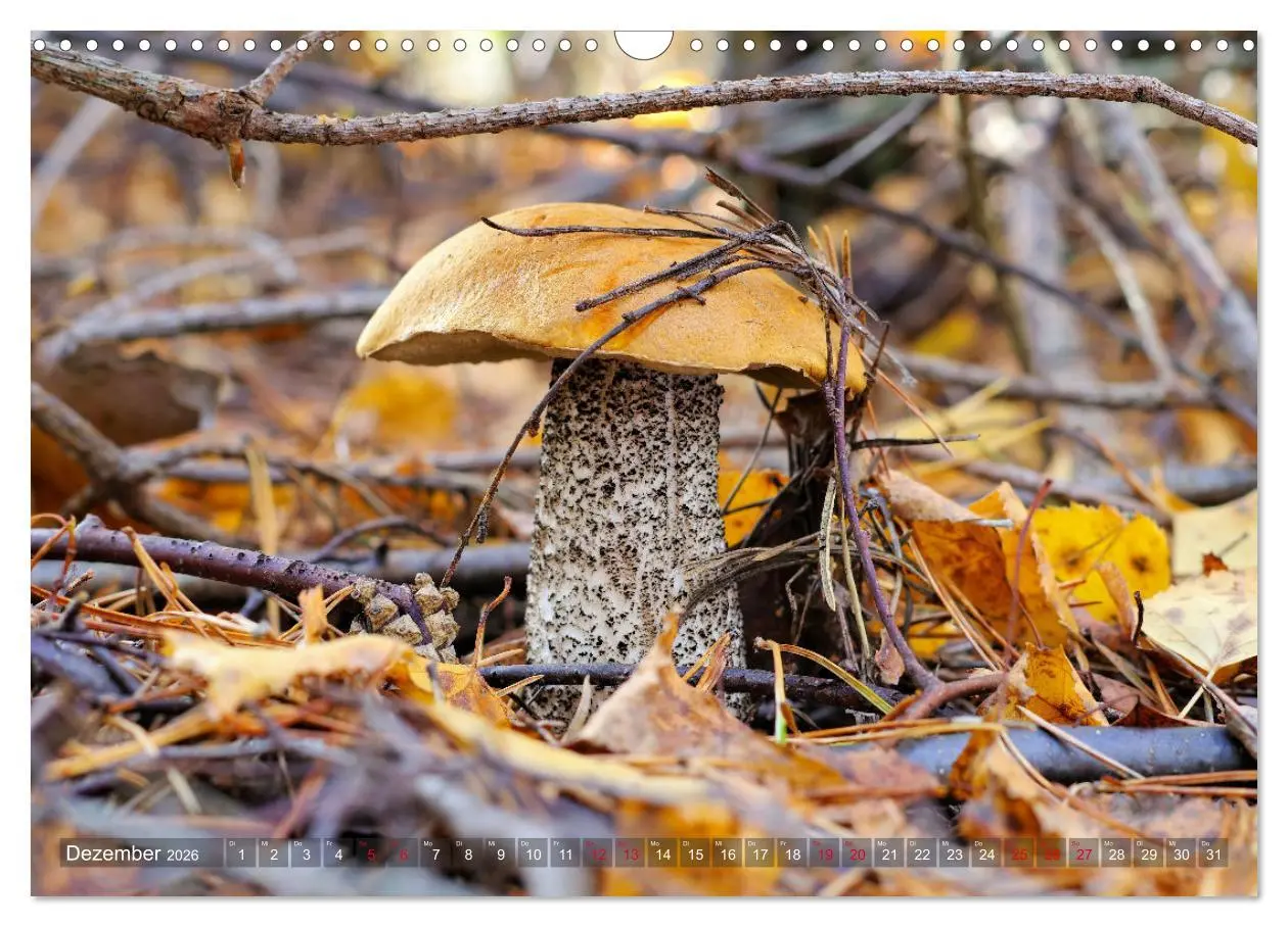 Bild: 9783457545102 | Pilze - Schätze am Waldboden (Wandkalender 2026 DIN A3 quer),...