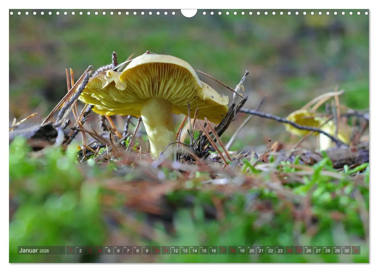 Bild: 9783457545102 | Pilze - Schätze am Waldboden (Wandkalender 2026 DIN A3 quer),...