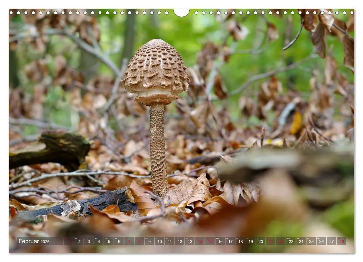 Bild: 9783457545102 | Pilze - Schätze am Waldboden (Wandkalender 2026 DIN A3 quer),...