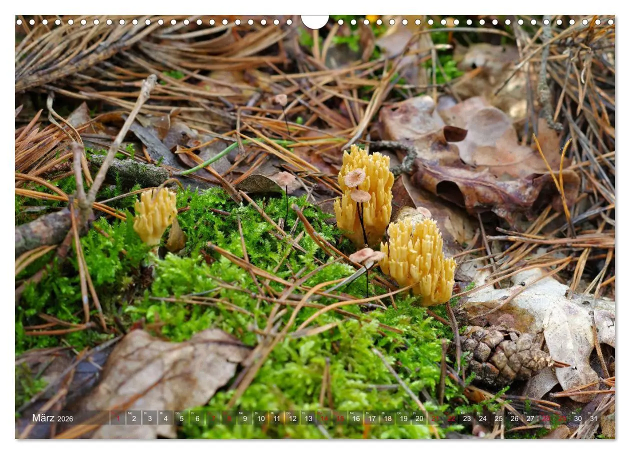Bild: 9783457545102 | Pilze - Schätze am Waldboden (Wandkalender 2026 DIN A3 quer),...