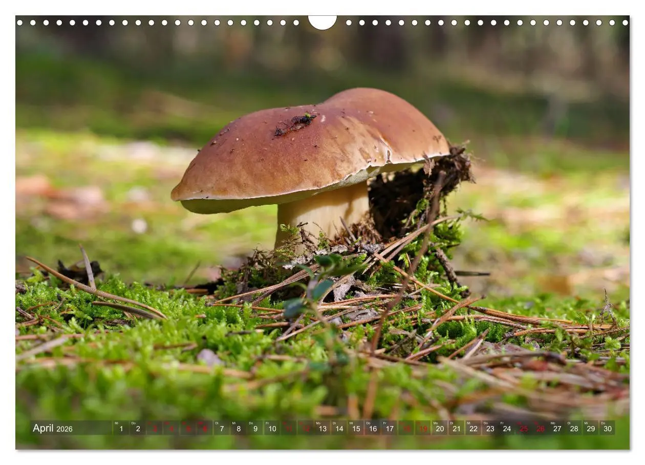 Bild: 9783457545102 | Pilze - Schätze am Waldboden (Wandkalender 2026 DIN A3 quer),...