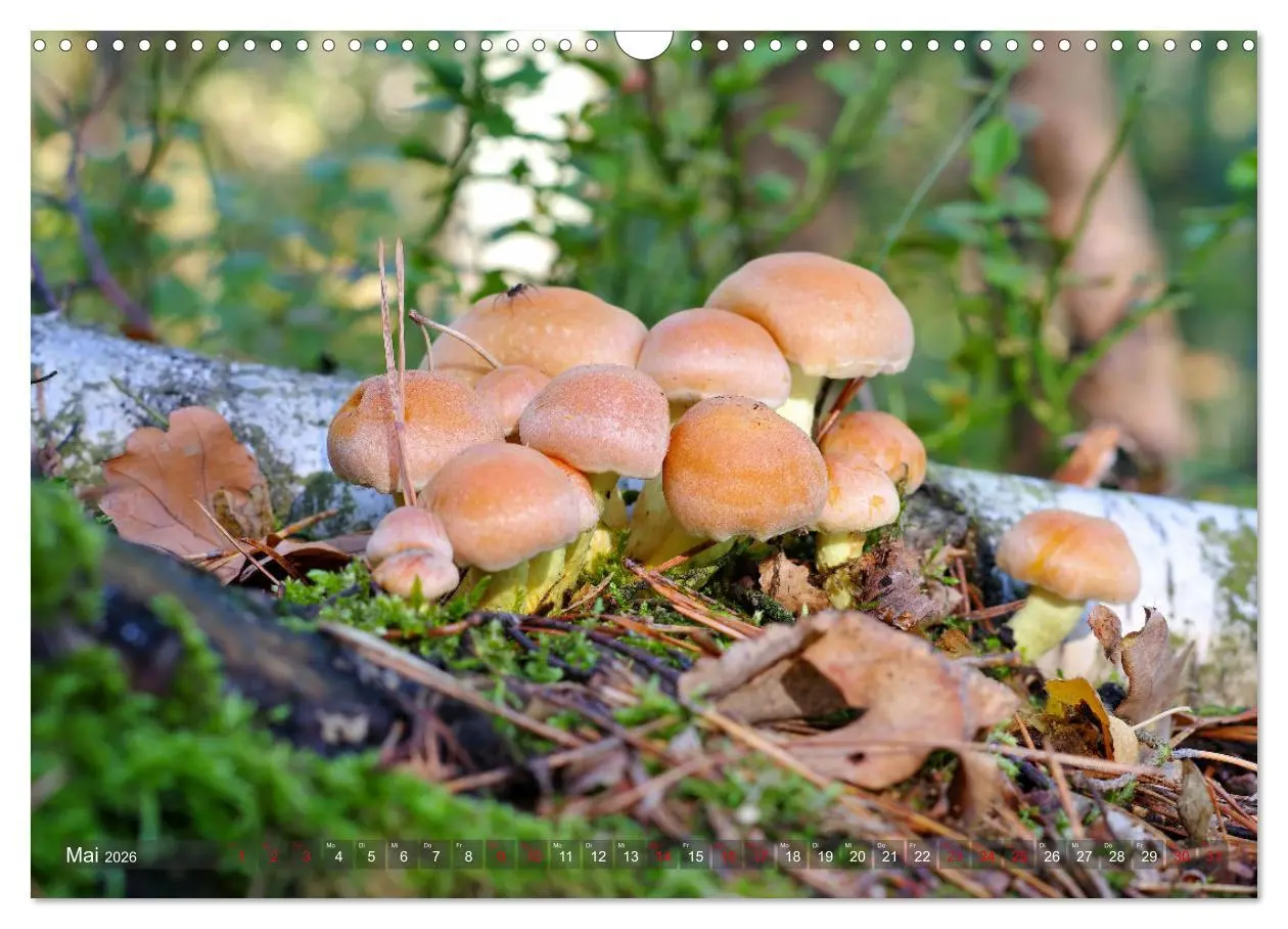 Bild: 9783457545102 | Pilze - Schätze am Waldboden (Wandkalender 2026 DIN A3 quer),...