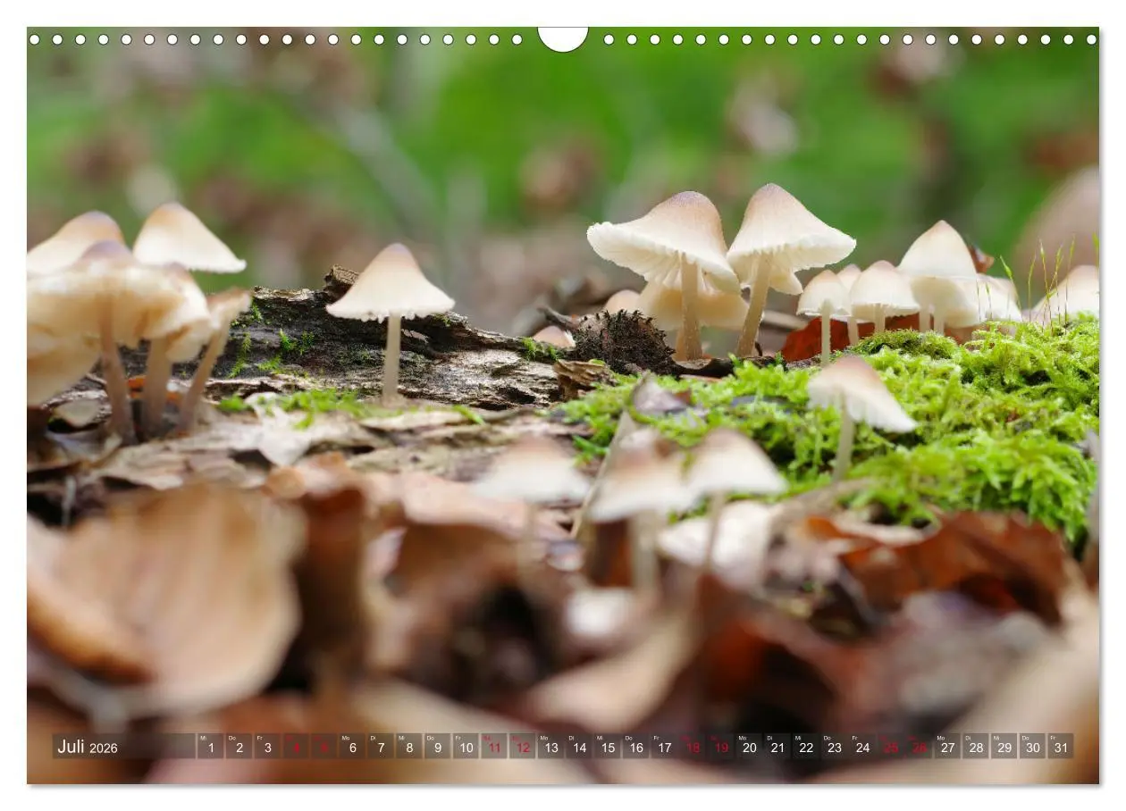 Bild: 9783457545102 | Pilze - Schätze am Waldboden (Wandkalender 2026 DIN A3 quer),...
