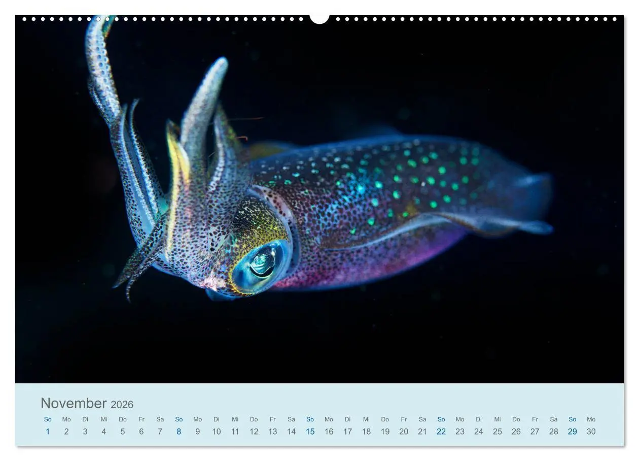 Bild: 9783457775202 | Abenteuer Unterwasser (Wandkalender 2026 DIN A2 quer), CALVENDO...