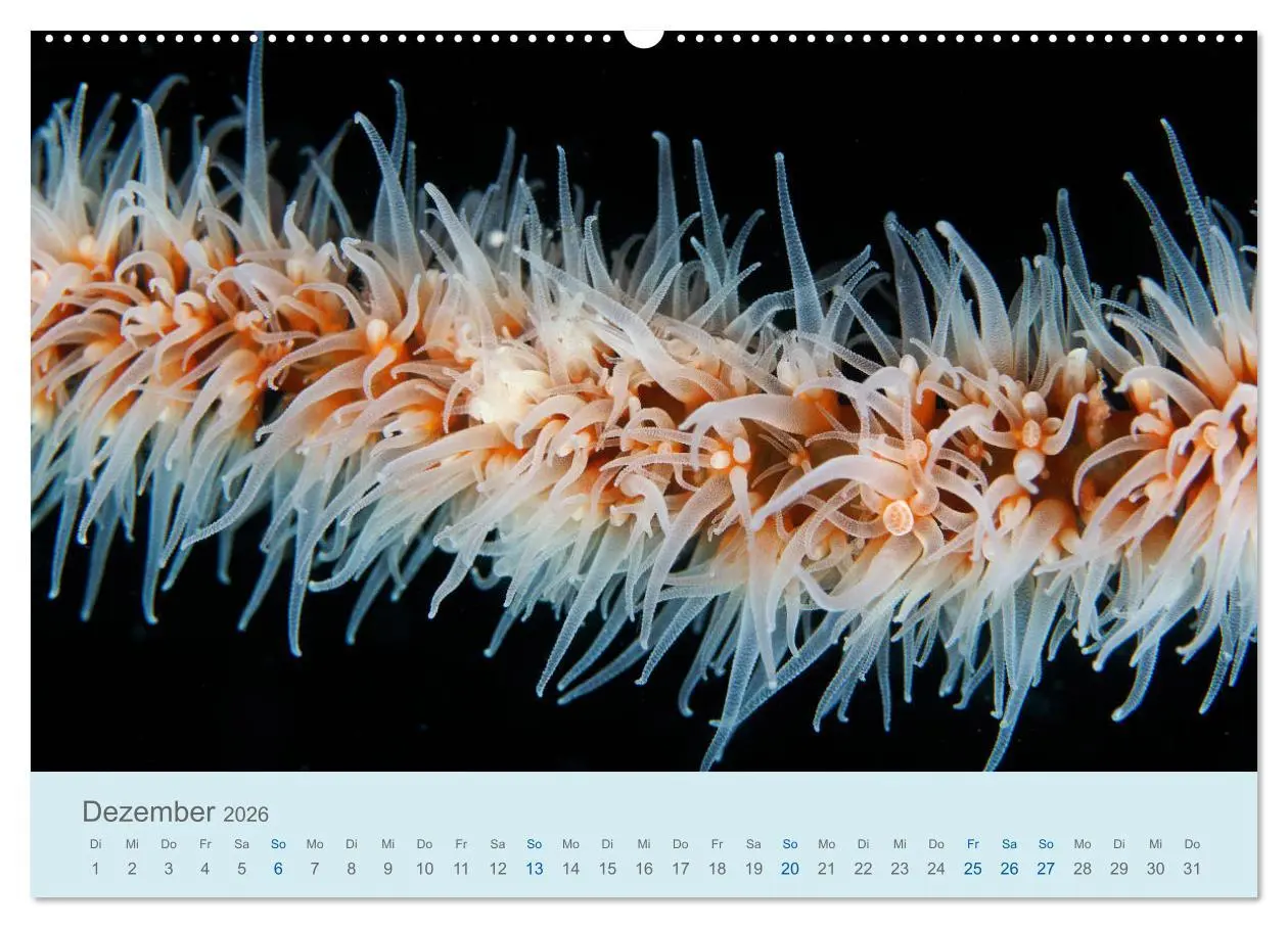Bild: 9783457775202 | Abenteuer Unterwasser (Wandkalender 2026 DIN A2 quer), CALVENDO...