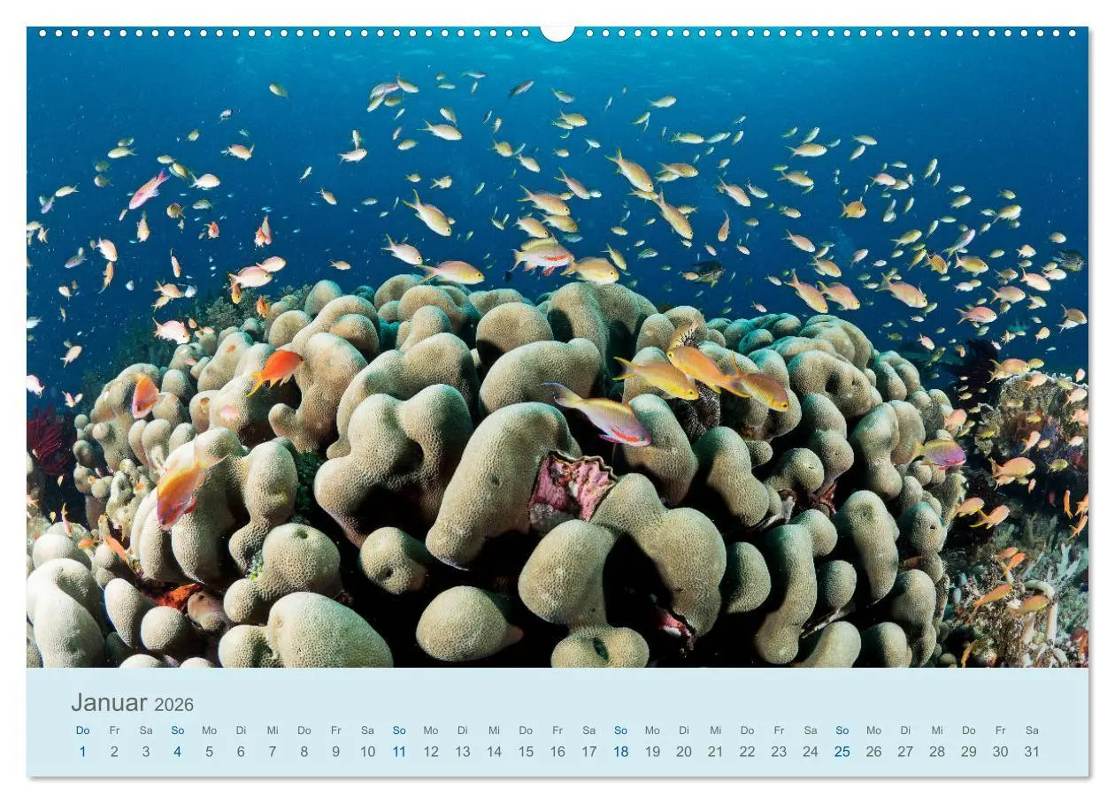 Bild: 9783457775202 | Abenteuer Unterwasser (Wandkalender 2026 DIN A2 quer), CALVENDO...