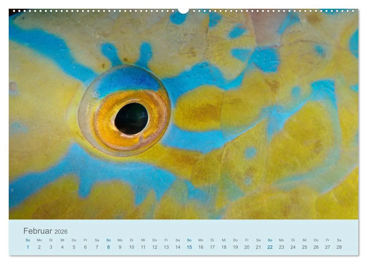 Bild: 9783457775202 | Abenteuer Unterwasser (Wandkalender 2026 DIN A2 quer), CALVENDO...