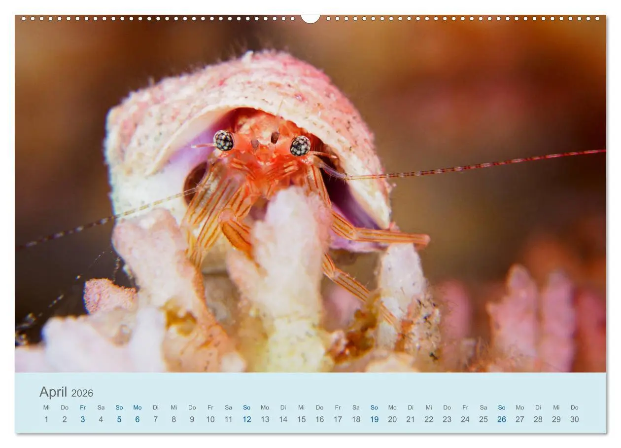 Bild: 9783457775202 | Abenteuer Unterwasser (Wandkalender 2026 DIN A2 quer), CALVENDO...