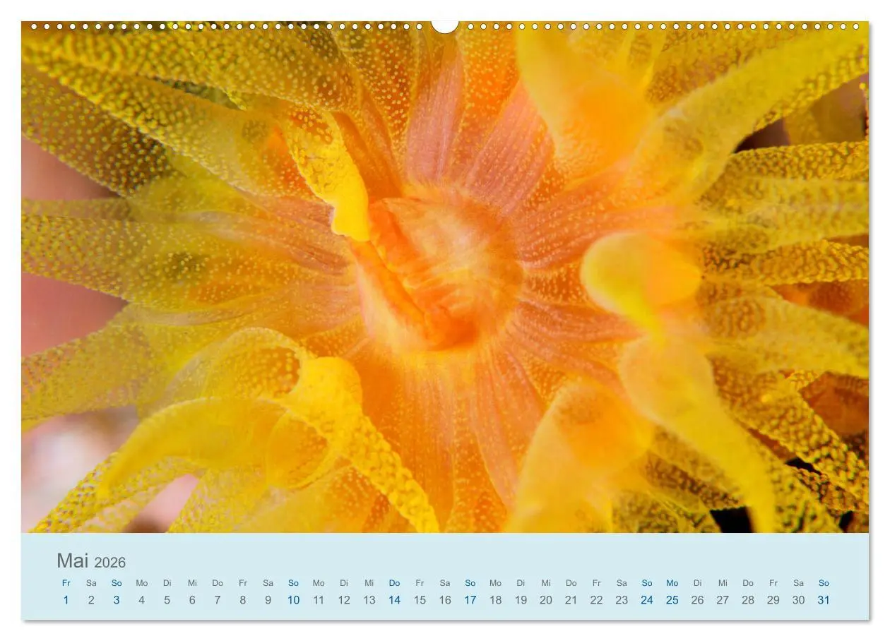 Bild: 9783457775202 | Abenteuer Unterwasser (Wandkalender 2026 DIN A2 quer), CALVENDO...