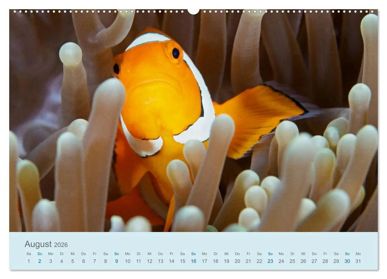 Bild: 9783457775202 | Abenteuer Unterwasser (Wandkalender 2026 DIN A2 quer), CALVENDO...