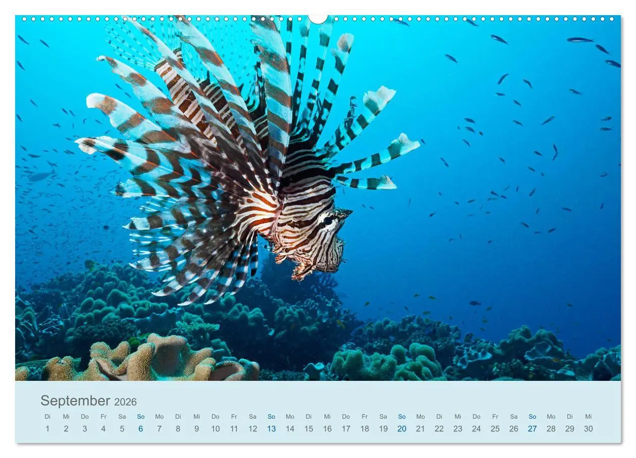 Bild: 9783457775202 | Abenteuer Unterwasser (Wandkalender 2026 DIN A2 quer), CALVENDO...