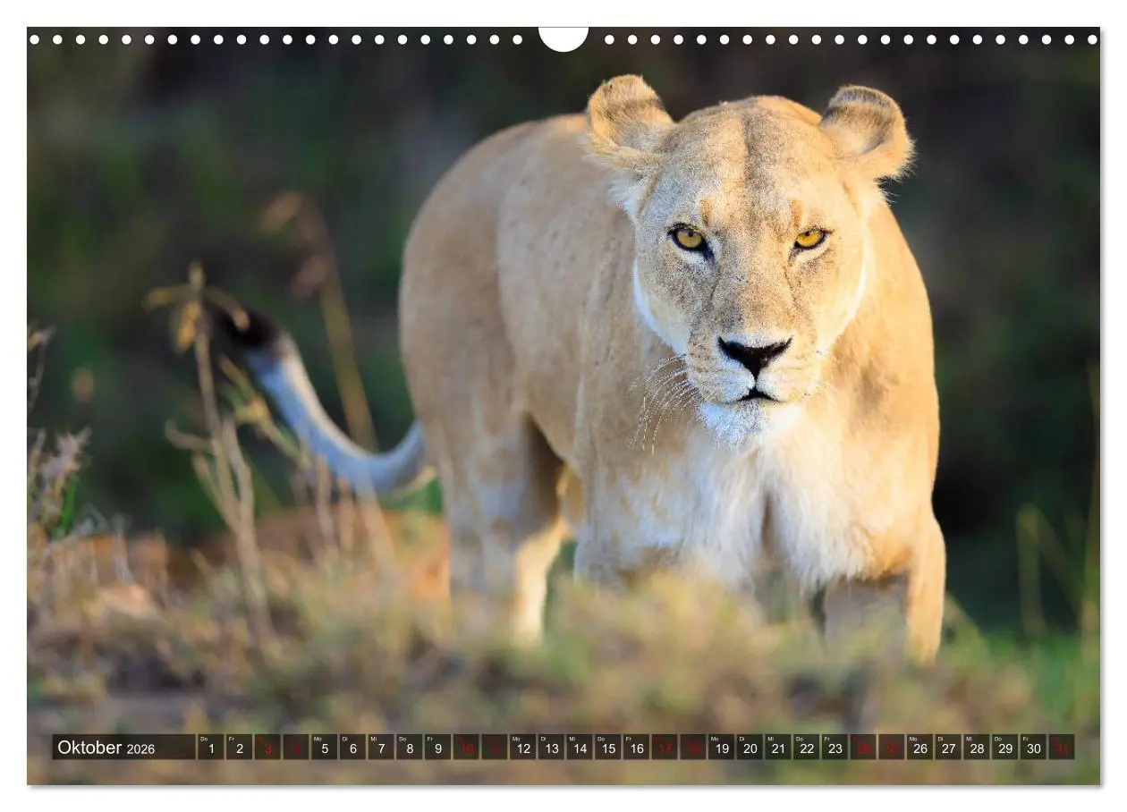 Bild: 9783457845202 | Auf Safari in Kenia 2026 (Wandkalender 2026 DIN A3 quer), CALVENDO...