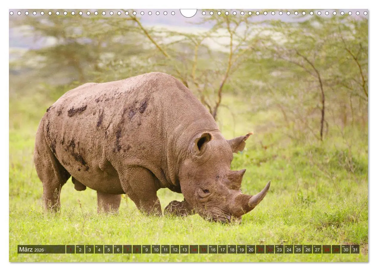 Bild: 9783457845202 | Auf Safari in Kenia 2026 (Wandkalender 2026 DIN A3 quer), CALVENDO...