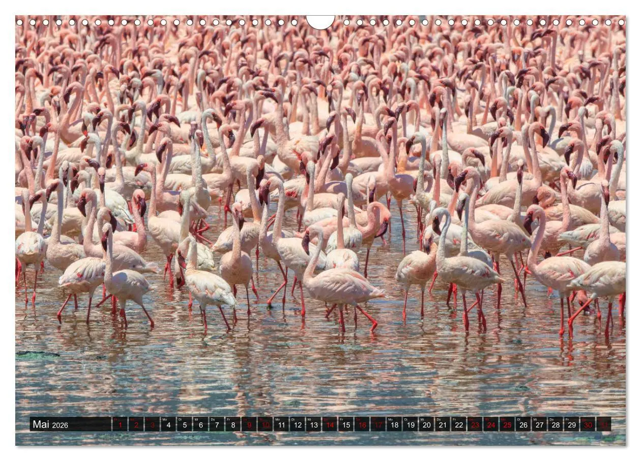Bild: 9783457845202 | Auf Safari in Kenia 2026 (Wandkalender 2026 DIN A3 quer), CALVENDO...