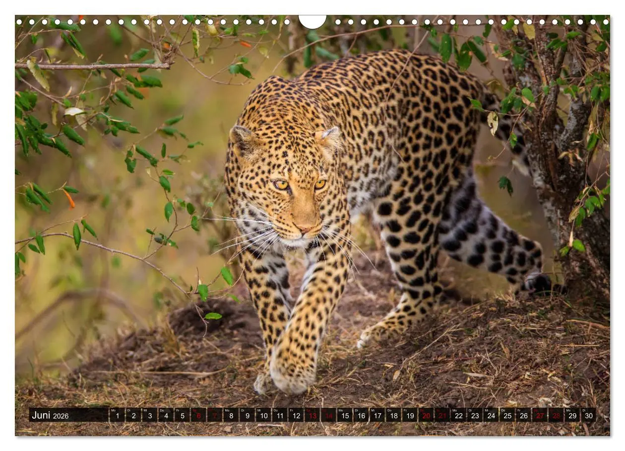 Bild: 9783457845202 | Auf Safari in Kenia 2026 (Wandkalender 2026 DIN A3 quer), CALVENDO...