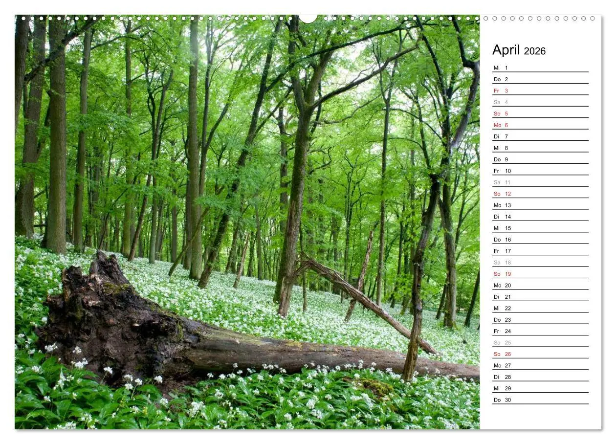 Bild: 9783516005202 | DER STEIGERWALD - Impressionen einer Landschaft (Wandkalender 2026...