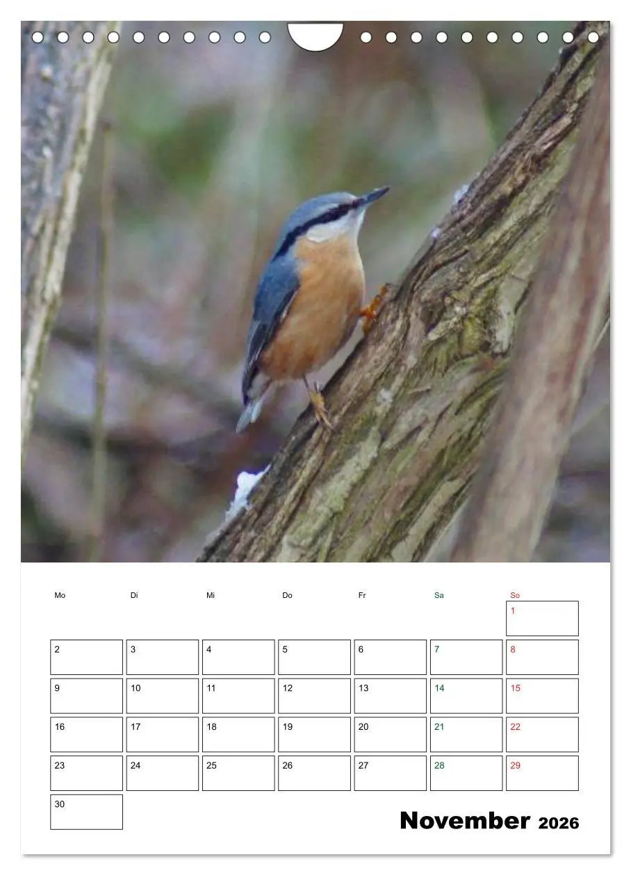 Bild: 9783516485202 | Heimische Singvögel (Wandkalender 2026 DIN A4 hoch), CALVENDO...