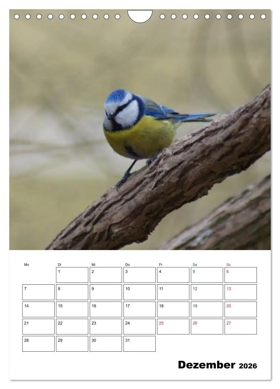 Bild: 9783516485202 | Heimische Singvögel (Wandkalender 2026 DIN A4 hoch), CALVENDO...