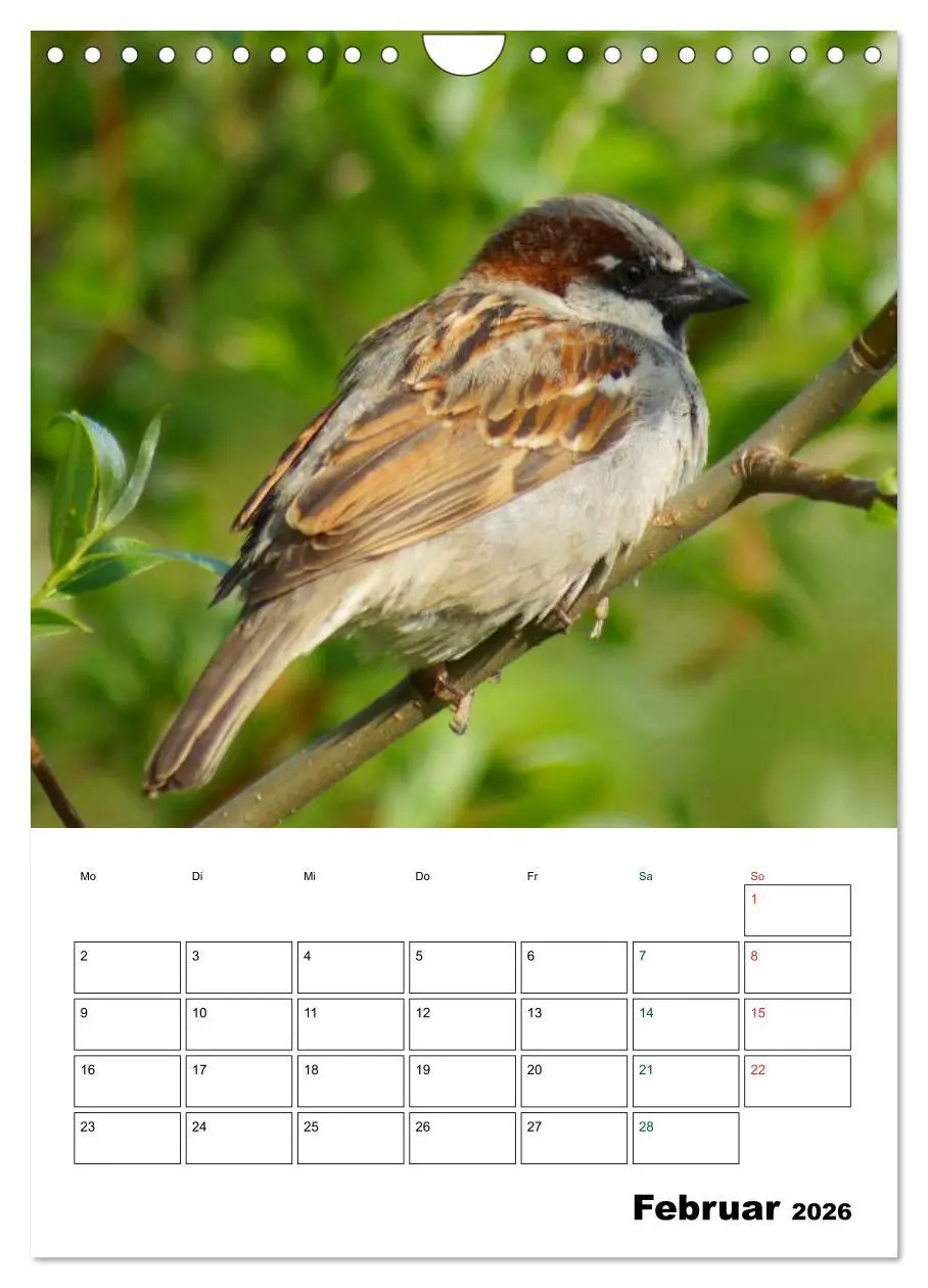 Bild: 9783516485202 | Heimische Singvögel (Wandkalender 2026 DIN A4 hoch), CALVENDO...