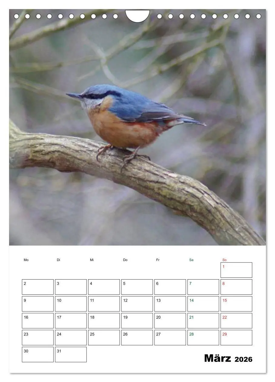 Bild: 9783516485202 | Heimische Singvögel (Wandkalender 2026 DIN A4 hoch), CALVENDO...