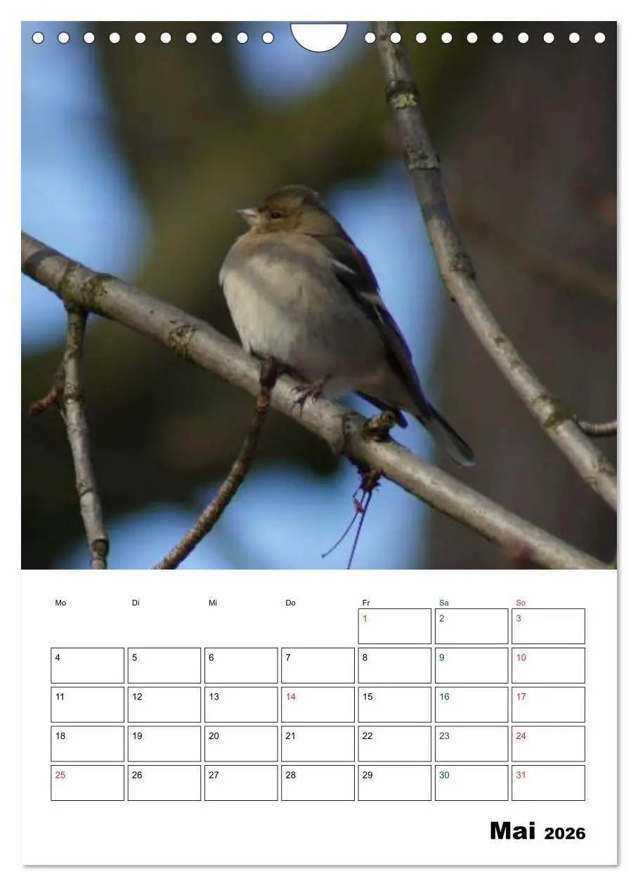 Bild: 9783516485202 | Heimische Singvögel (Wandkalender 2026 DIN A4 hoch), CALVENDO...