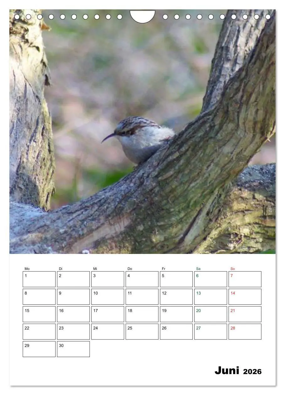 Bild: 9783516485202 | Heimische Singvögel (Wandkalender 2026 DIN A4 hoch), CALVENDO...