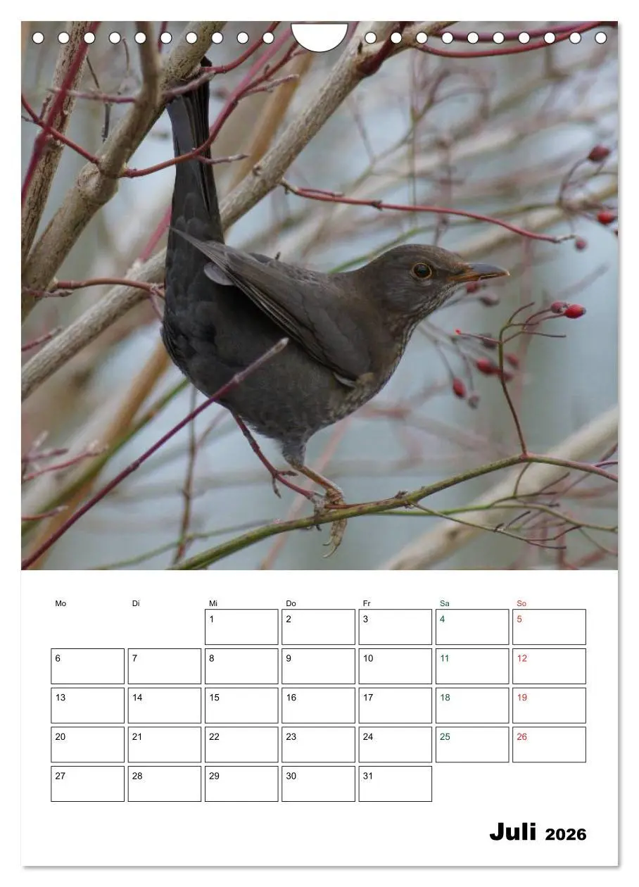 Bild: 9783516485202 | Heimische Singvögel (Wandkalender 2026 DIN A4 hoch), CALVENDO...