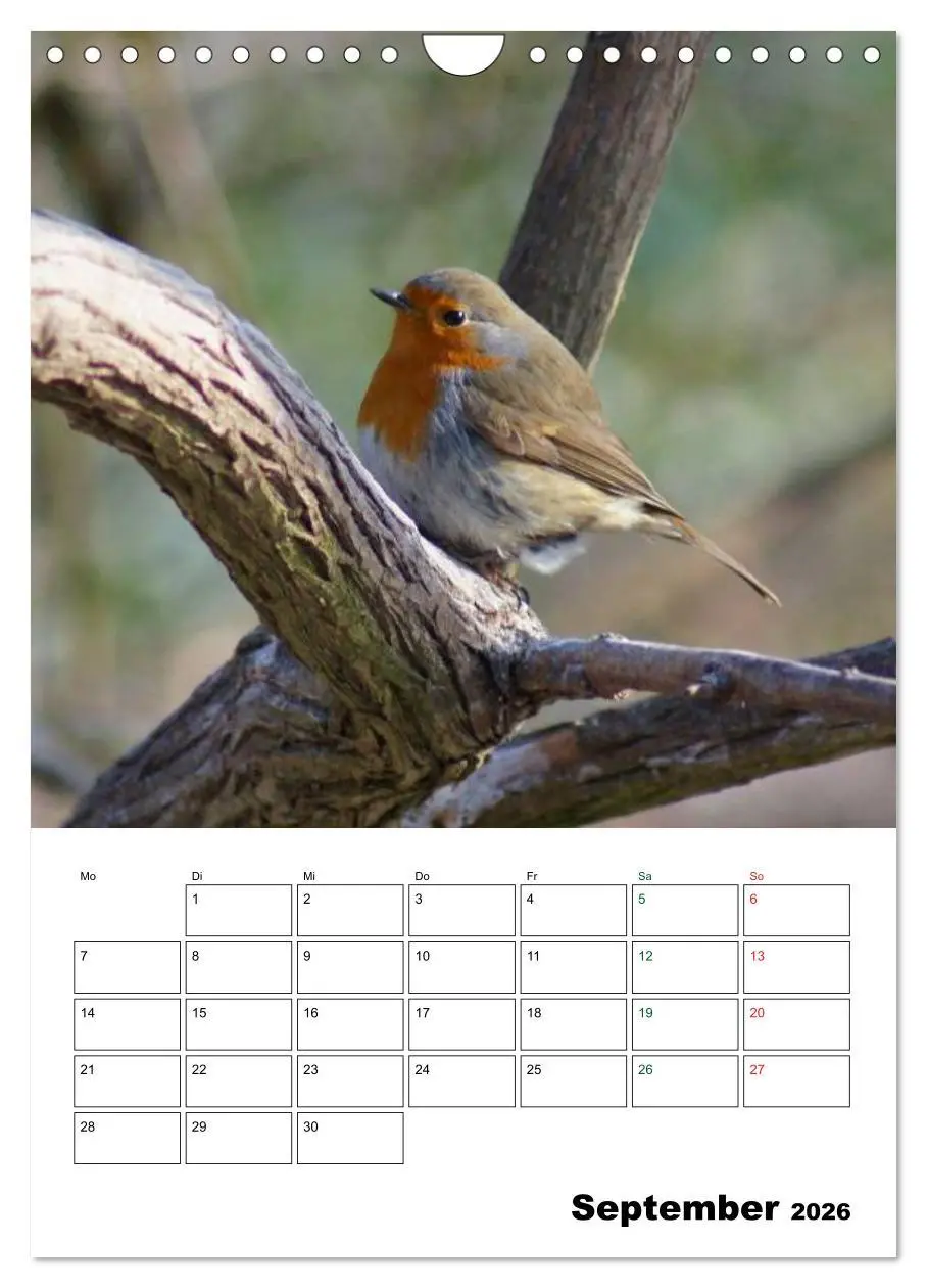 Bild: 9783516485202 | Heimische Singvögel (Wandkalender 2026 DIN A4 hoch), CALVENDO...
