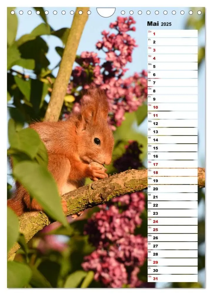 Bild: 9783435985302 | Eichhörnchen - kleine Tiere, große Liebe (Wandkalender 2025 DIN A4...