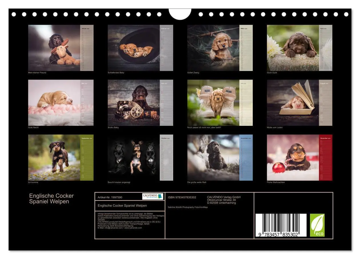 Bild: 9783457835302 | Englische Cocker Spaniel Welpen (Wandkalender 2026 DIN A4 quer),...