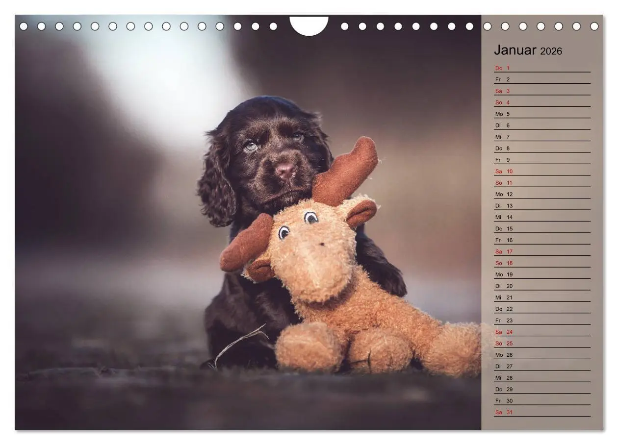 Bild: 9783457835302 | Englische Cocker Spaniel Welpen (Wandkalender 2026 DIN A4 quer),...
