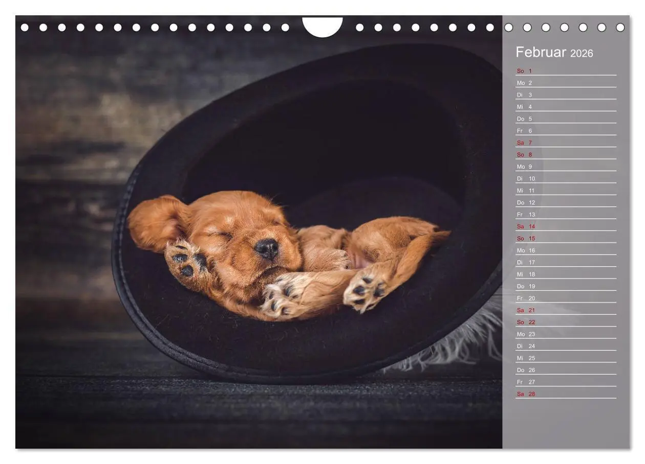 Bild: 9783457835302 | Englische Cocker Spaniel Welpen (Wandkalender 2026 DIN A4 quer),...