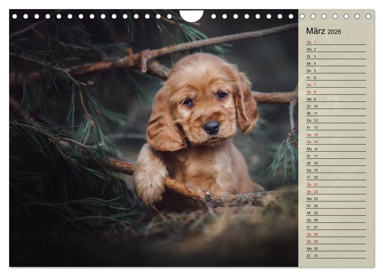 Bild: 9783457835302 | Englische Cocker Spaniel Welpen (Wandkalender 2026 DIN A4 quer),...