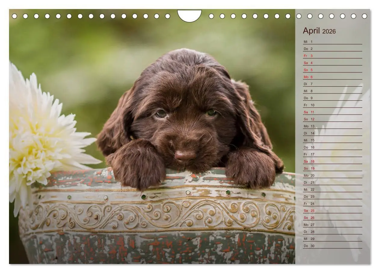 Bild: 9783457835302 | Englische Cocker Spaniel Welpen (Wandkalender 2026 DIN A4 quer),...