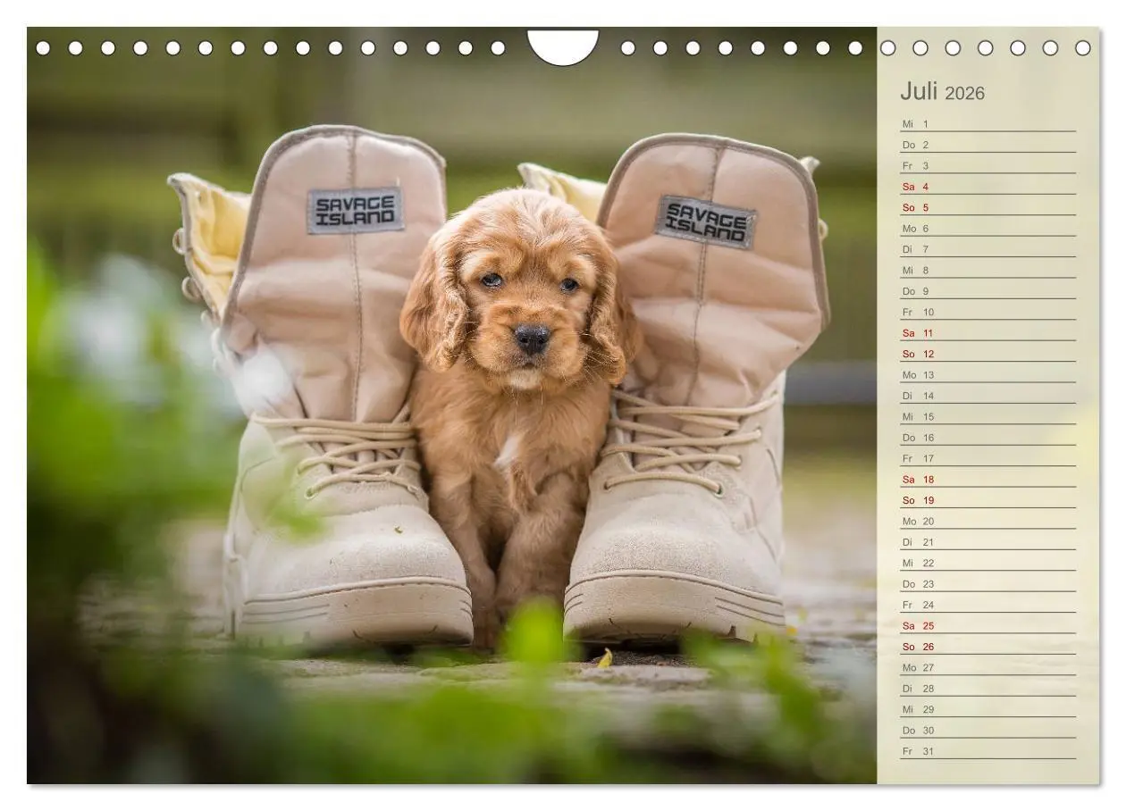 Bild: 9783457835302 | Englische Cocker Spaniel Welpen (Wandkalender 2026 DIN A4 quer),...