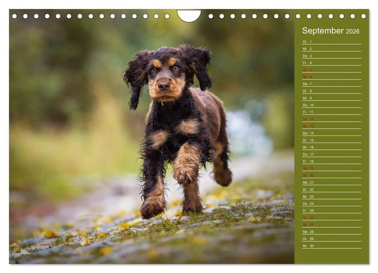 Bild: 9783457835302 | Englische Cocker Spaniel Welpen (Wandkalender 2026 DIN A4 quer),...