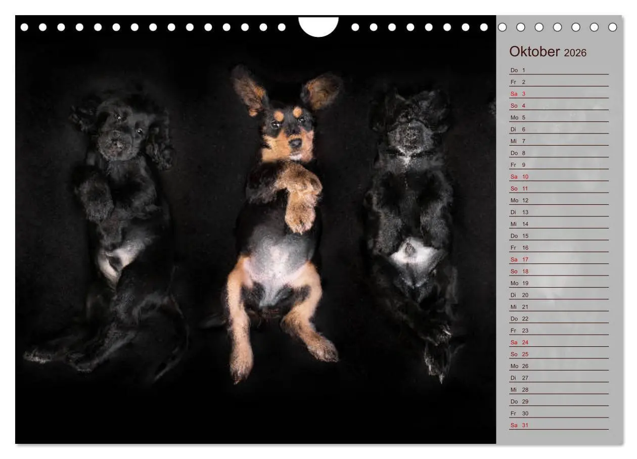 Bild: 9783457835302 | Englische Cocker Spaniel Welpen (Wandkalender 2026 DIN A4 quer),...