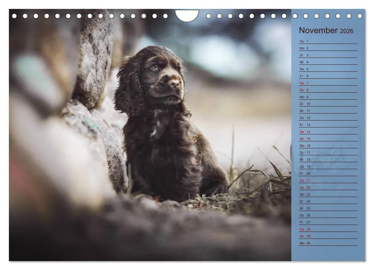 Bild: 9783457835302 | Englische Cocker Spaniel Welpen (Wandkalender 2026 DIN A4 quer),...