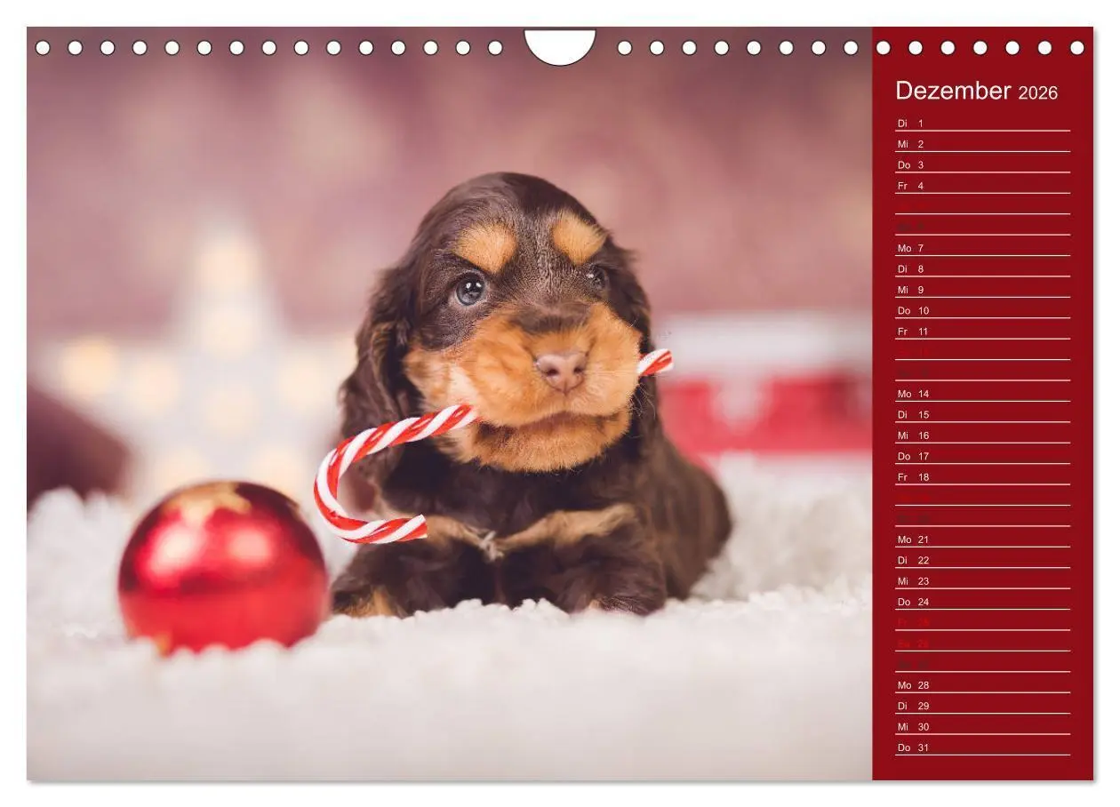 Bild: 9783457835302 | Englische Cocker Spaniel Welpen (Wandkalender 2026 DIN A4 quer),...