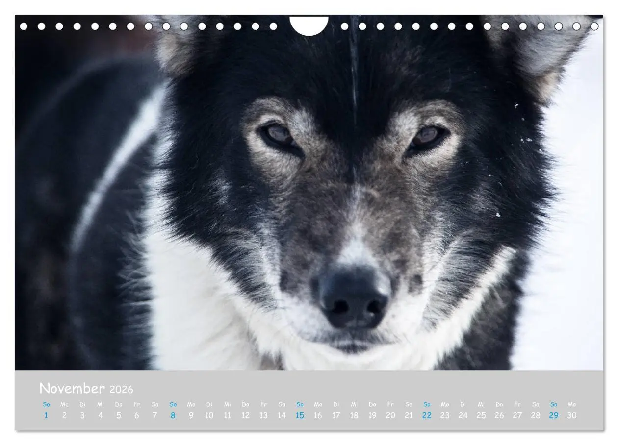 Bild: 9783457905302 | Alaskan Huskies (Wandkalender 2026 DIN A4 quer), CALVENDO...