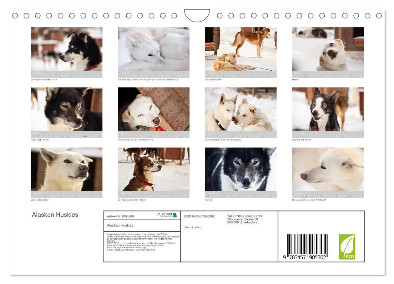 Bild: 9783457905302 | Alaskan Huskies (Wandkalender 2026 DIN A4 quer), CALVENDO...