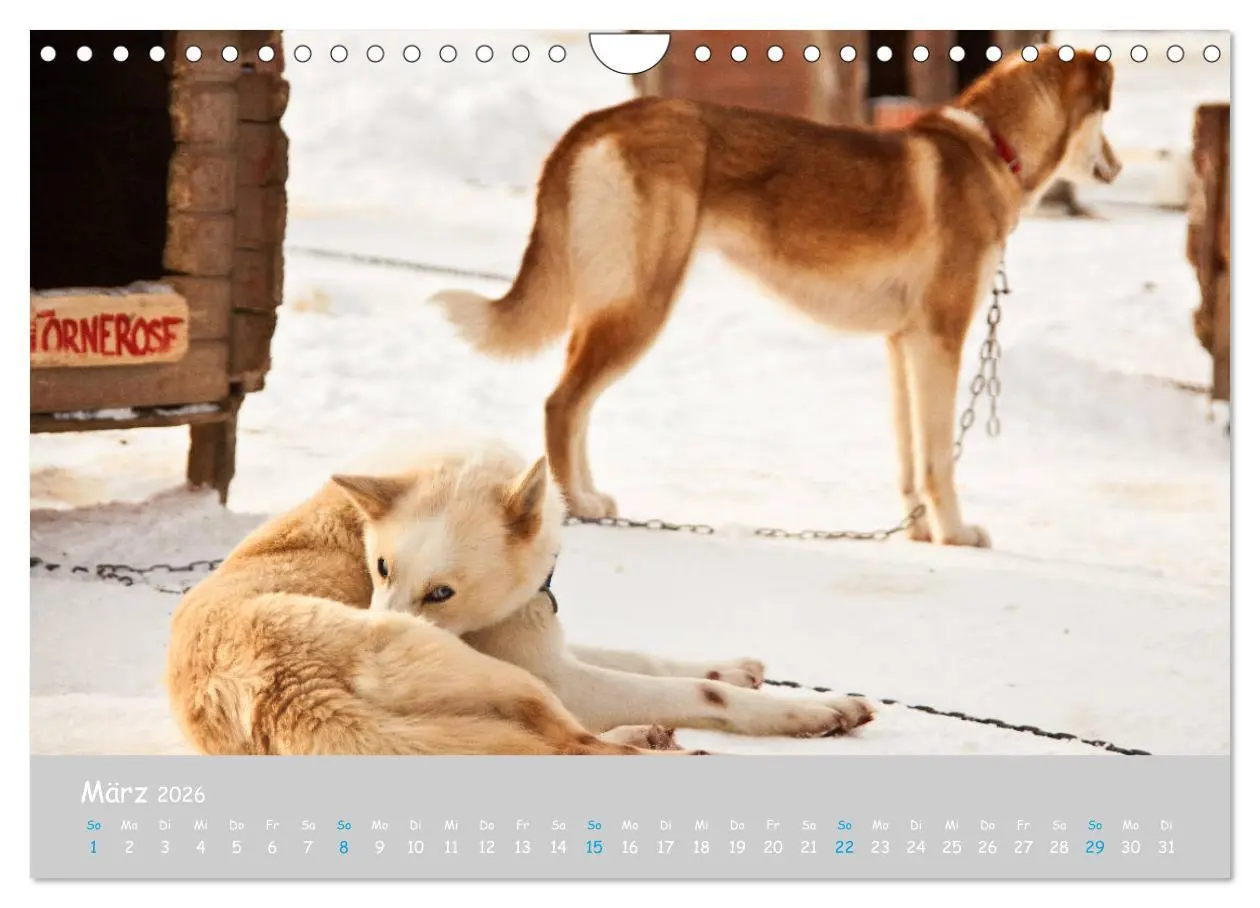 Bild: 9783457905302 | Alaskan Huskies (Wandkalender 2026 DIN A4 quer), CALVENDO...