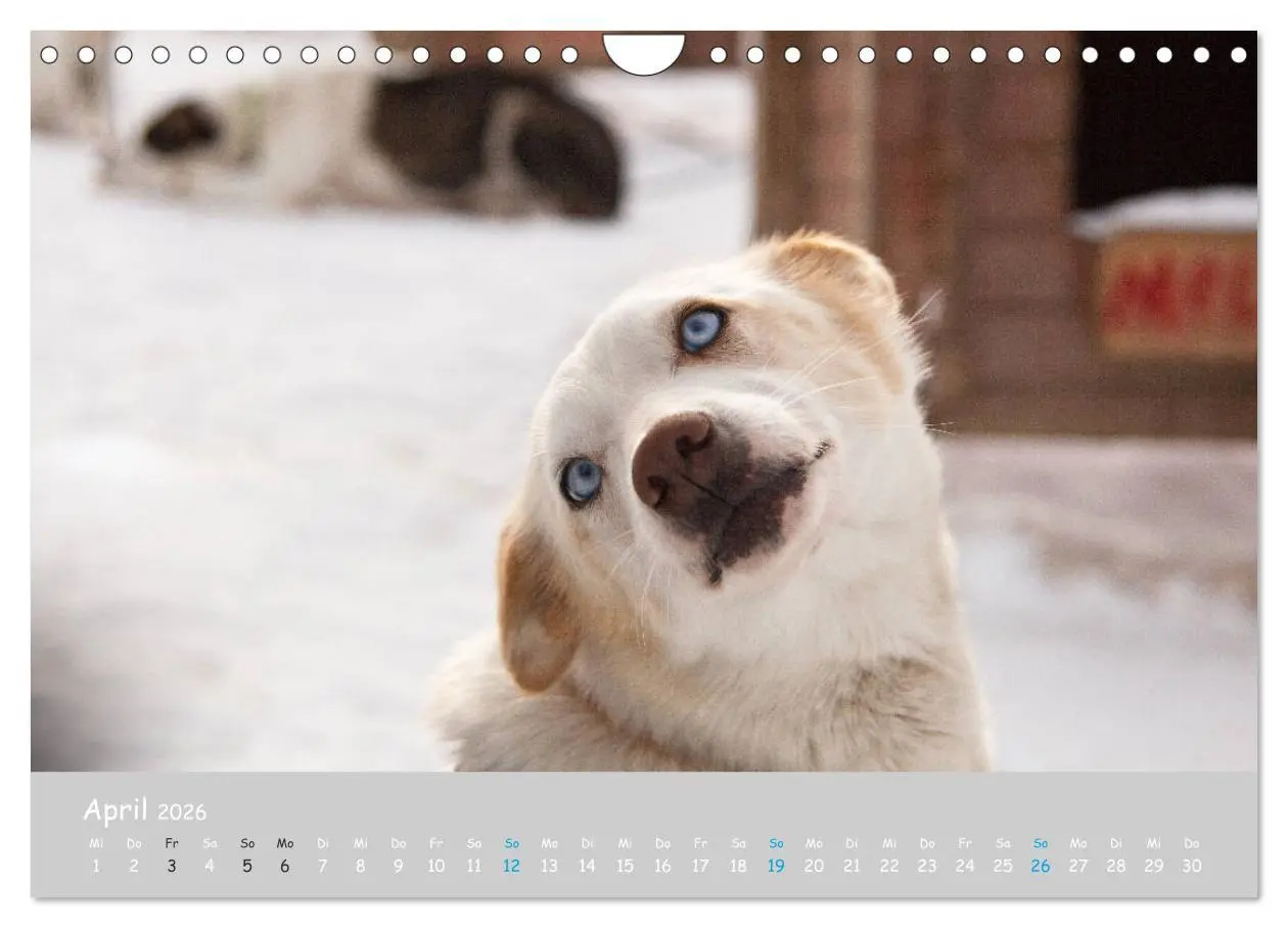 Bild: 9783457905302 | Alaskan Huskies (Wandkalender 2026 DIN A4 quer), CALVENDO...