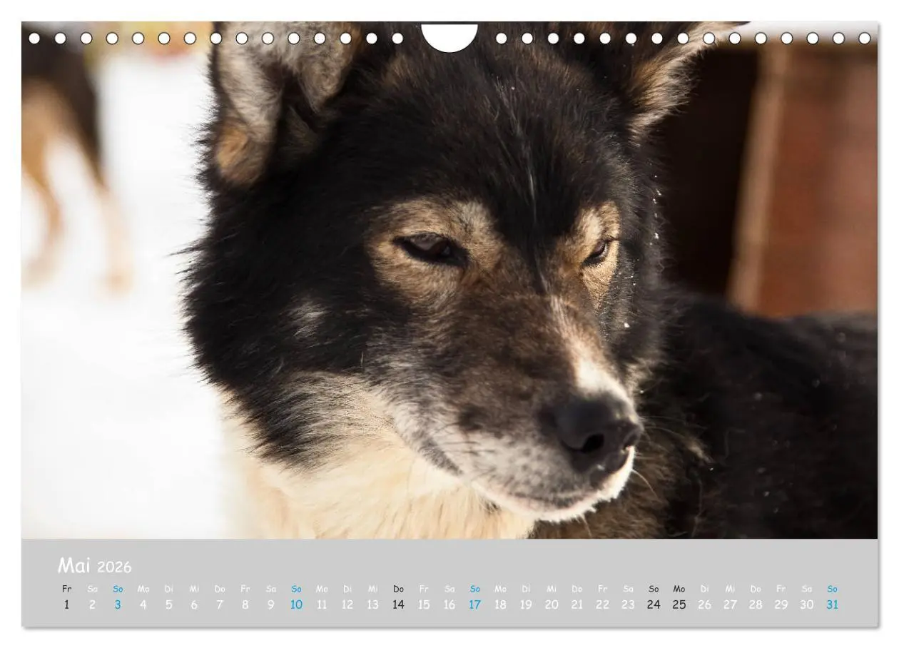 Bild: 9783457905302 | Alaskan Huskies (Wandkalender 2026 DIN A4 quer), CALVENDO...
