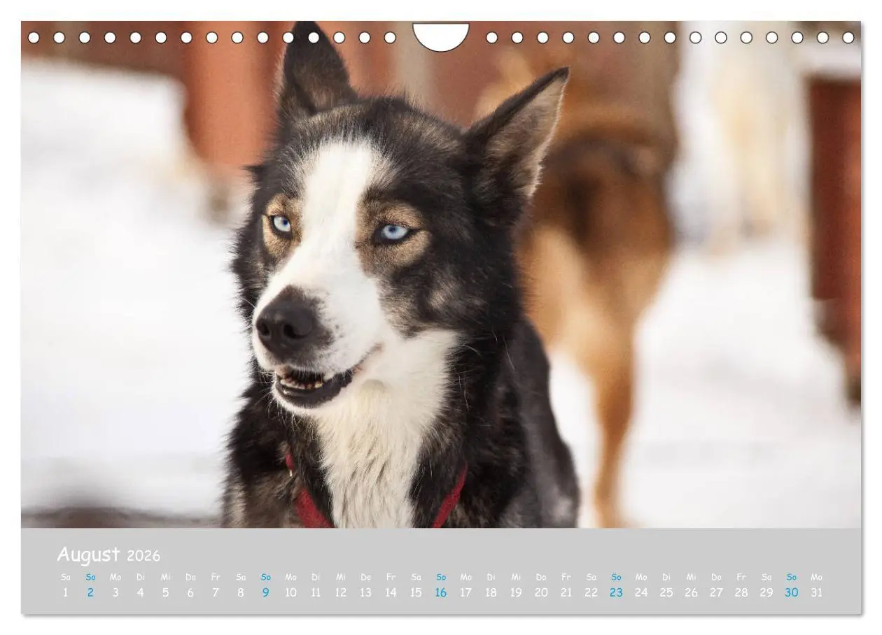 Bild: 9783457905302 | Alaskan Huskies (Wandkalender 2026 DIN A4 quer), CALVENDO...
