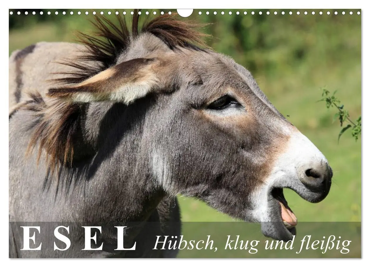Cover: 9783516095302 | Esel - hübsch, klug und fleißig (Wandkalender 2026 DIN A3 quer),...