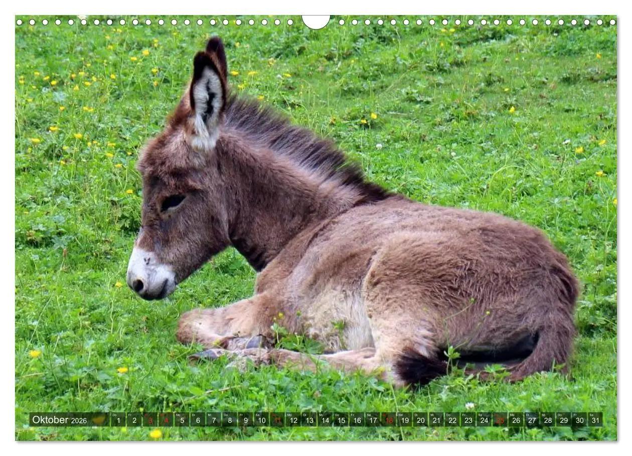 Bild: 9783516095302 | Esel - hübsch, klug und fleißig (Wandkalender 2026 DIN A3 quer),...