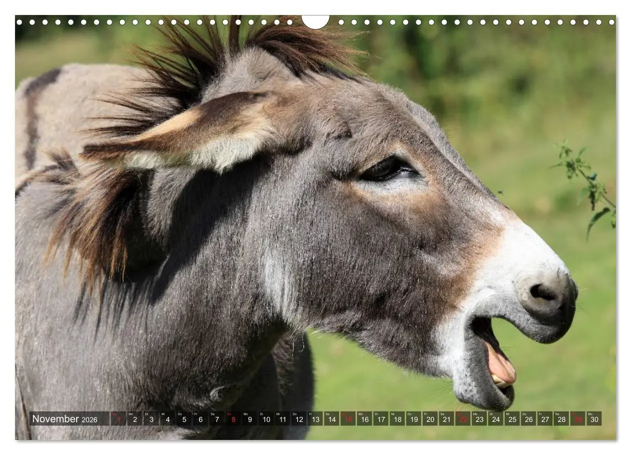Bild: 9783516095302 | Esel - hübsch, klug und fleißig (Wandkalender 2026 DIN A3 quer),...